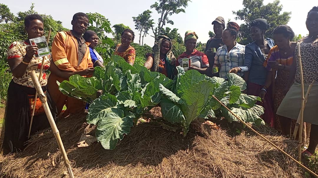 KilimoFem women Mulching the vegetables urban garden